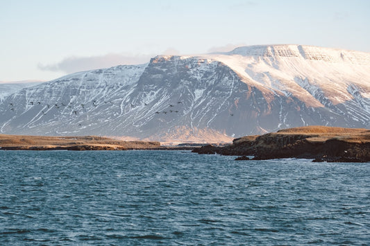 Icelandic Grown Cod Telbac Gold