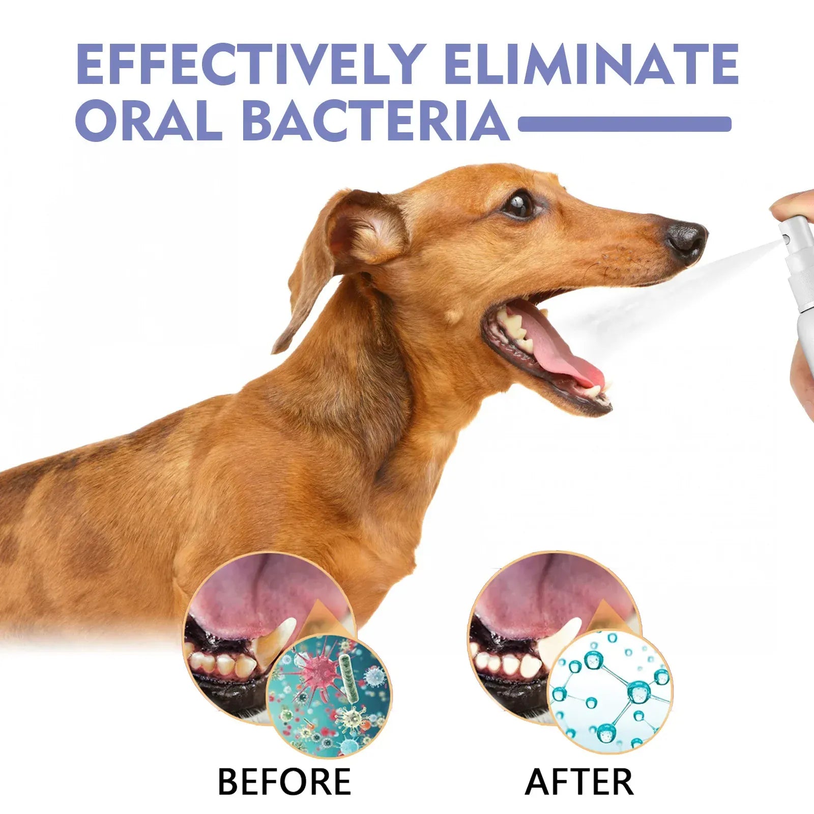 pet teeth cleaning spray Yegbong before and after results in eliminating oral bacteria for pets.