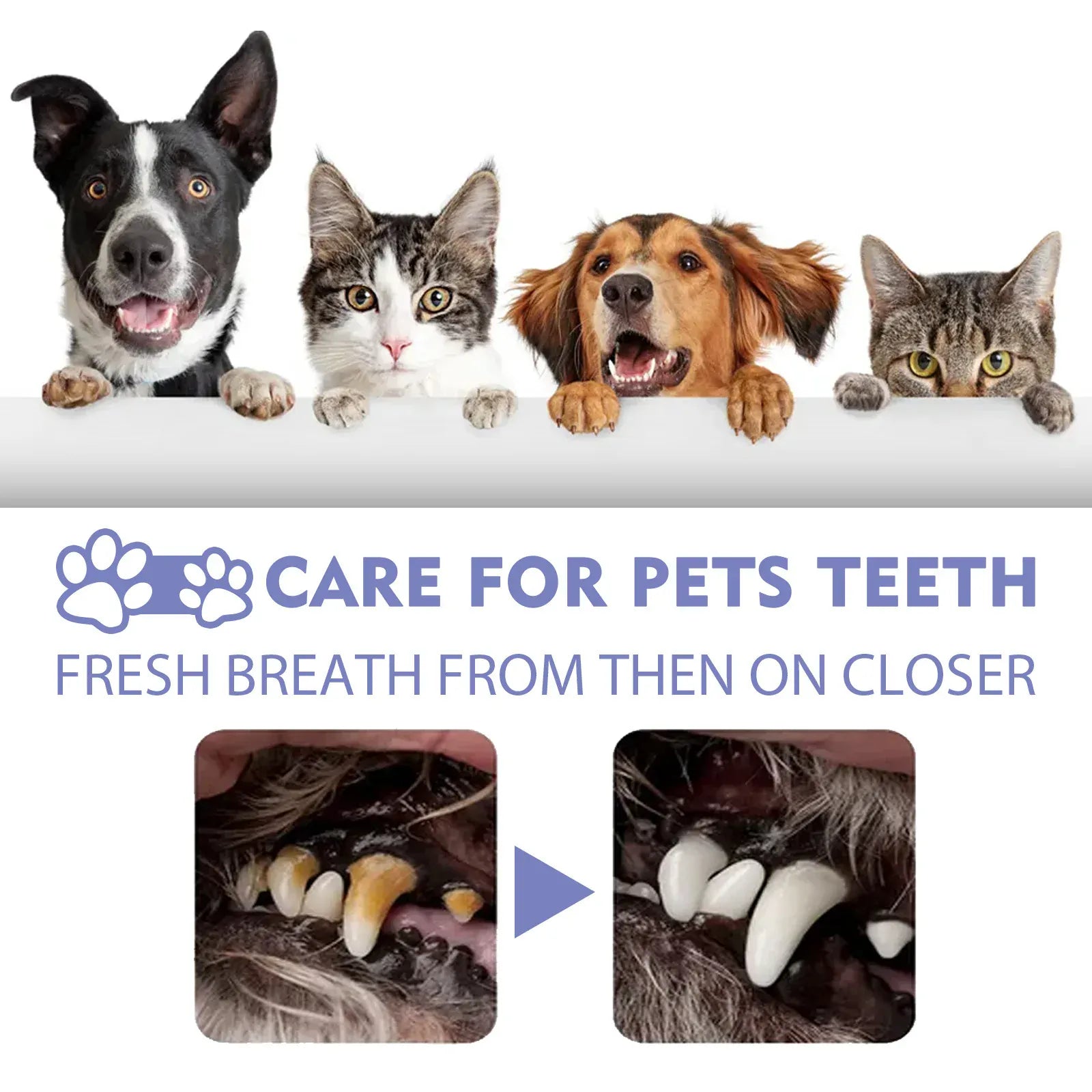 Four pets with fresh breath and healthy teeth after using pet teeth cleaning spray Yegbong, showcasing before and after results.