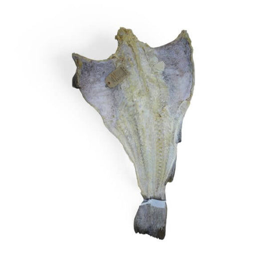 Bacalhau especial vintage Islândia Lugrade seco com etiqueta.