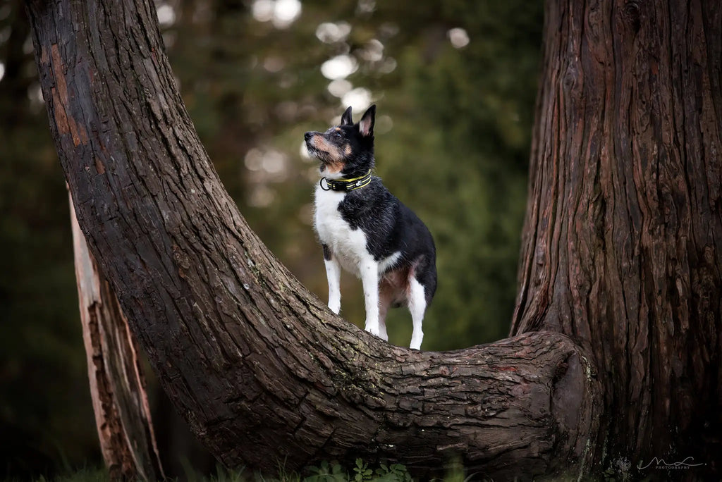 Reflective Dog Collar Adjustable Nylon Quick-Release Padded Person