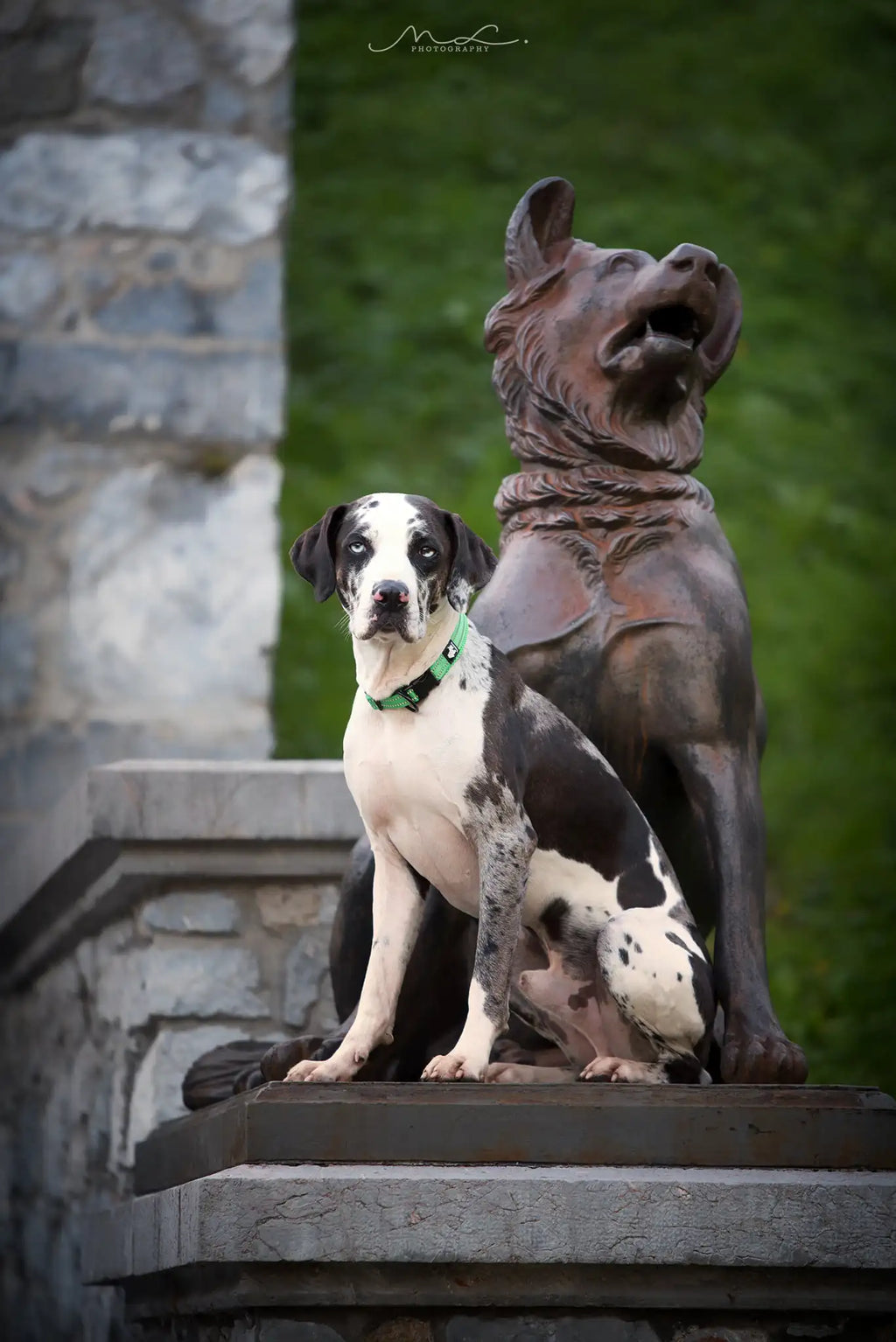 Reflective Dog Collar Adjustable Nylon Quick-Release Padded Person