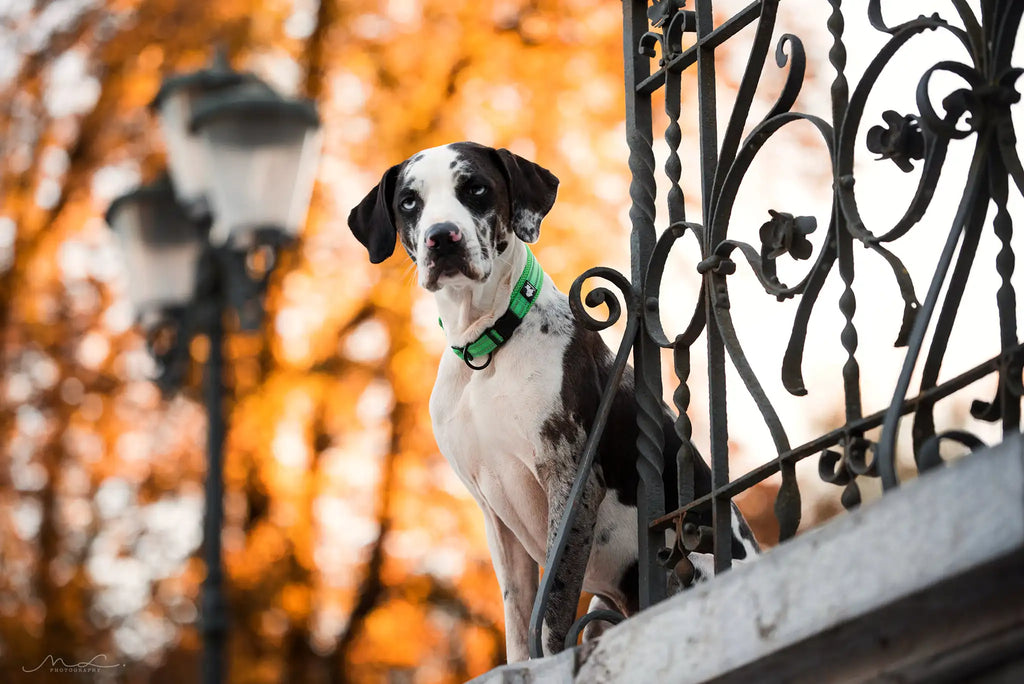 Reflective Dog Collar Adjustable Nylon Quick-Release Padded Person