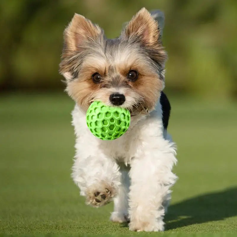 interactive squeaky dog toy balls squeaky dog toy balls - dog playing with a green squeaky ball outdoors.