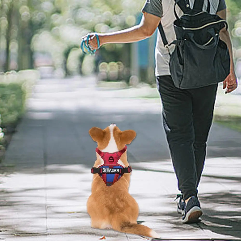 No Pull Dog Harness Medium Fiber Training Harness Adjustable on a dog walking with an owner in a park.