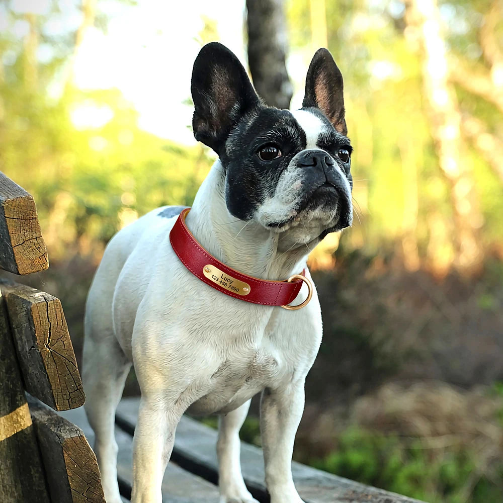 Coleira para cão personalizada em couro legítimo