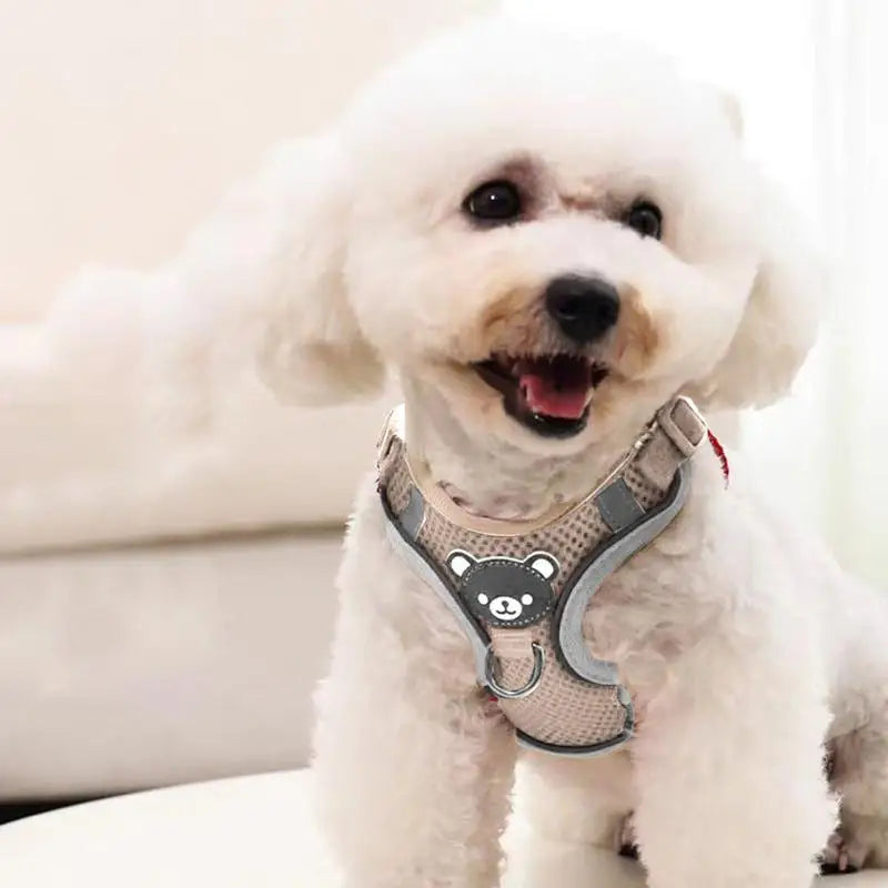 White dog wearing a harness on a light background
