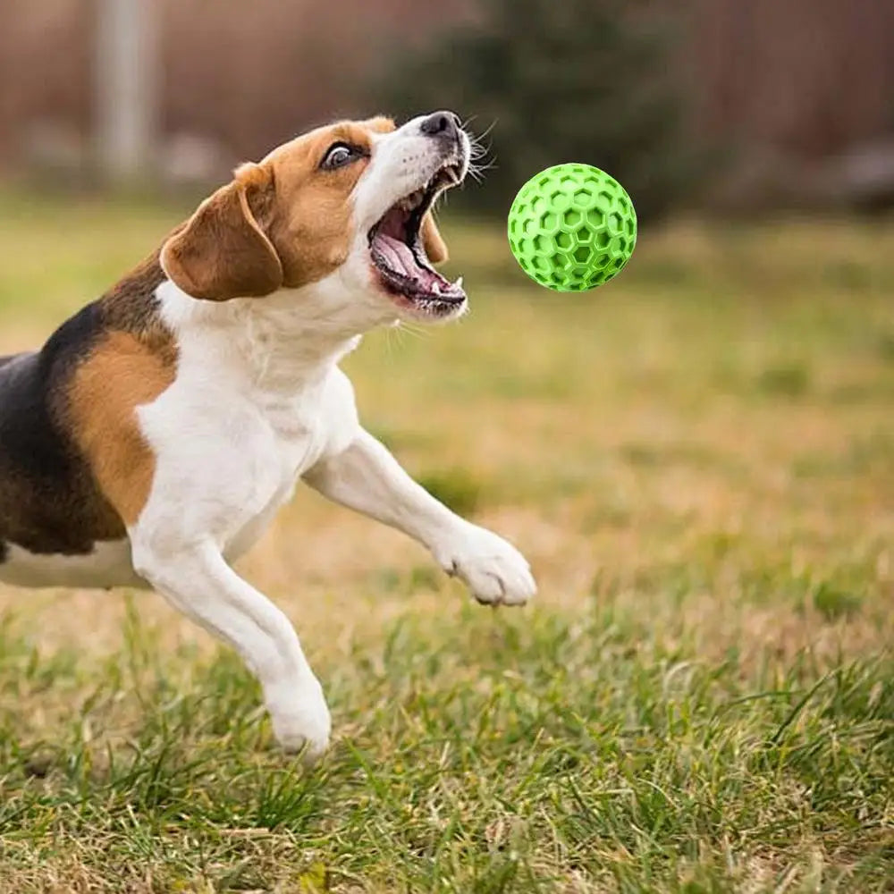 Beagle dog playing with interactive squeaky dog toy balls in a green field.
