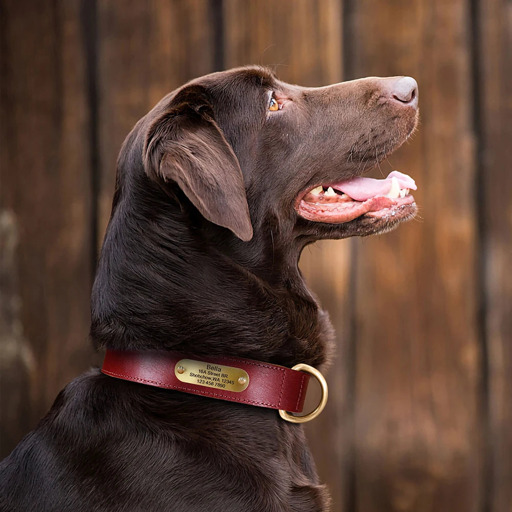 Coleira para cão personalizada em couro legítimo
