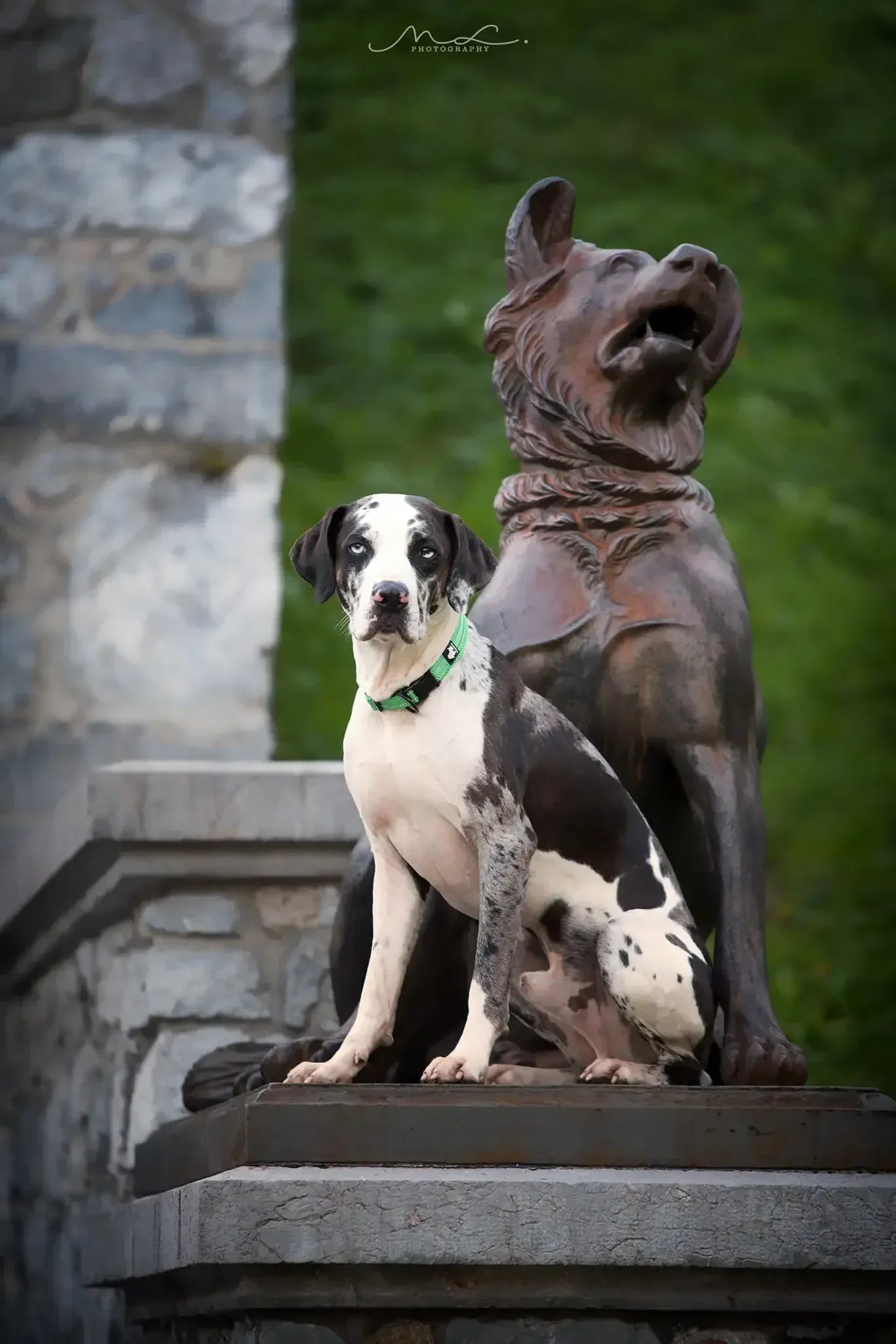 Reflective Dog Collar Adjustable Nylon Quick-Release Padded Person